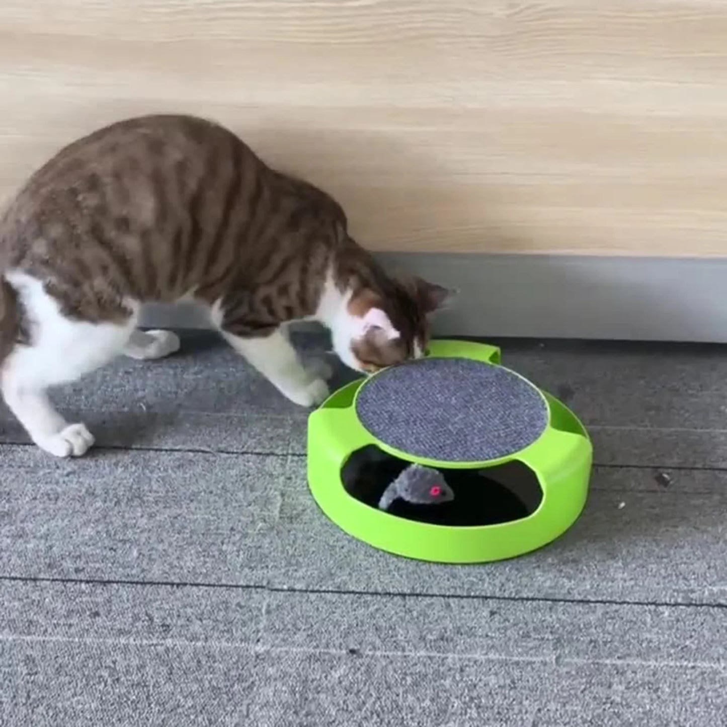 cat biting toy|innercircuits.org/